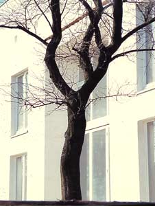 Haus M